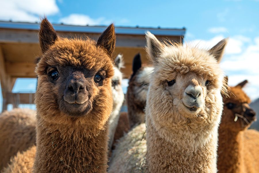 Dennis Nolte, an adviser with Seacoast Investment Services, once had a woman come in asking for help buying land to open an alpaca farm. "She had zero experience with this, and zero funds," Mr. Nolte said. "I've heard that she just secured bank financing of $350k to buy the land. I have no idea how."