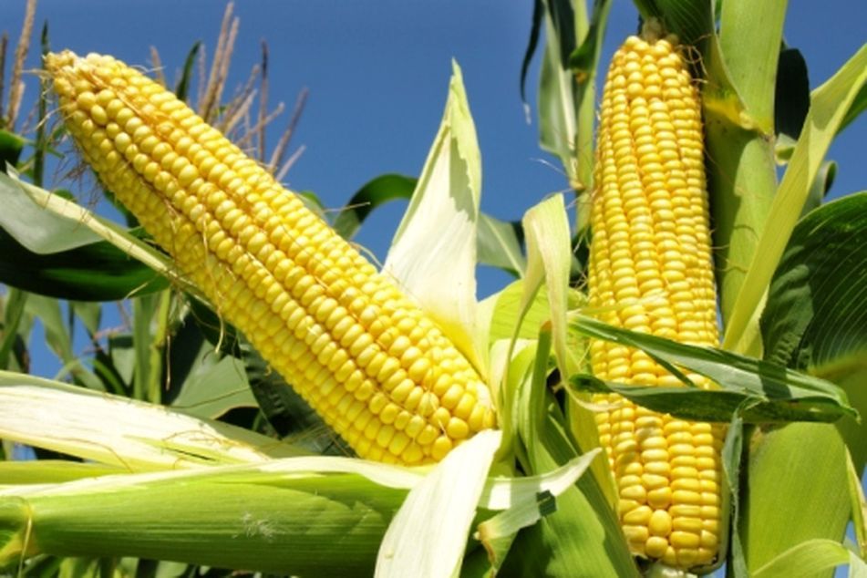Corn drought