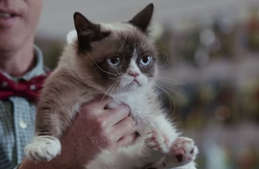 Grumpy Cat made nearly $100 million? Not quite, owner says. 