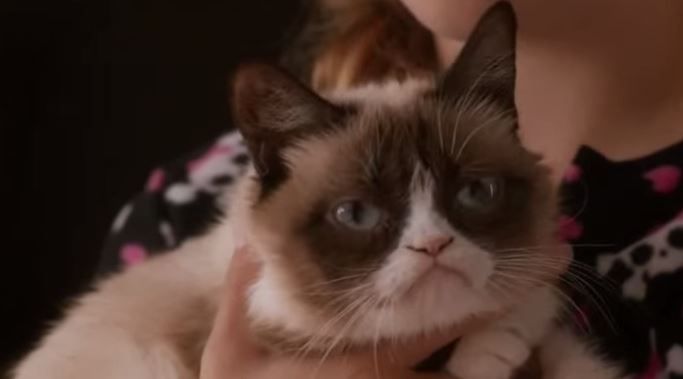The best rule is perhaps the most simple: owners of pets that become famous on the Internet have one shot at monetizing that value. Grumpy Cat's distinct scowl is what made her a moneymaker, but her brother Pokey <a href="http://www.huffingtonpost.com/2012/11/02/grumpy-cats-brother-revealed-pokey-only-slightly-less-grumpy_n_2065783.html" target="_blank">isn't quite as memorable</a>. 

“Make sure that you live your lifestyle in a way that when this golden goose stops laying its eggs, you're able to continue living in a manner to which you are accustomed,” Mr. Katzenstein said.