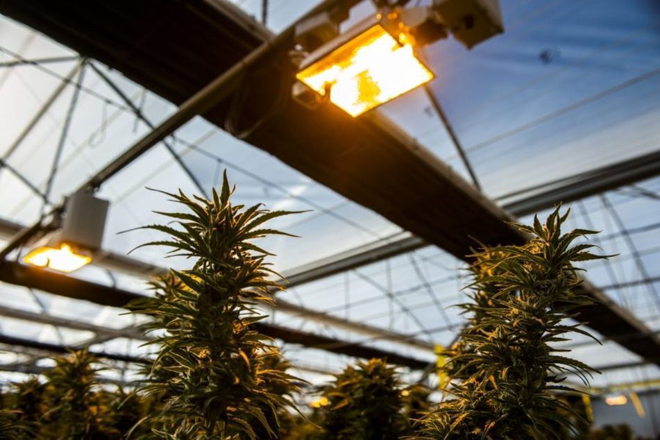 Cannabis plants under heat lamps