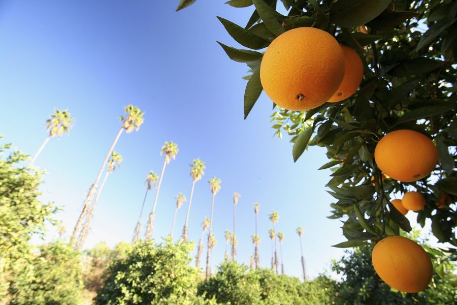 A wide angle shot of oranges and palms.