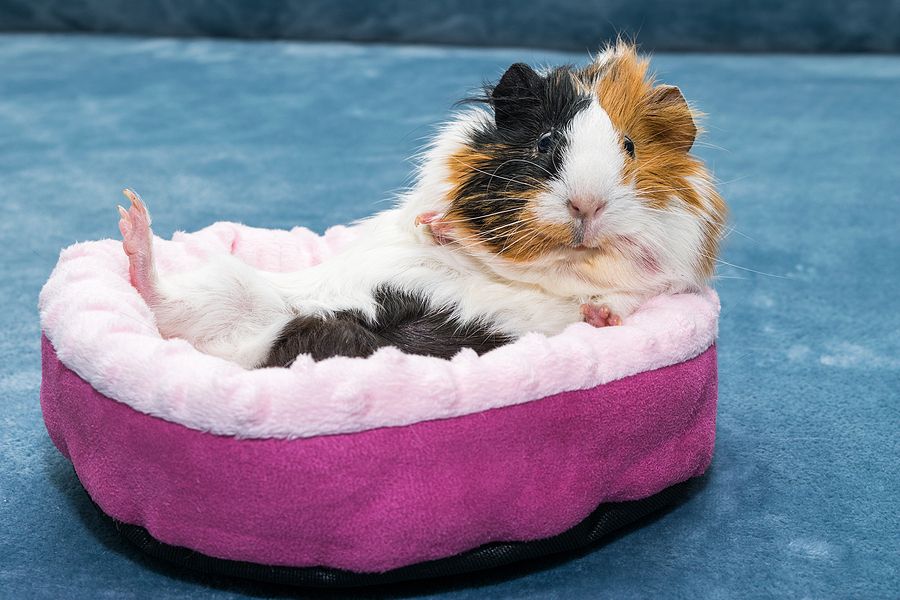 Guinea pig. A young funny guinea pig lies in a pink crib, a pink hammock.