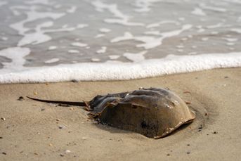 Can shareholders save the horseshoe crab?