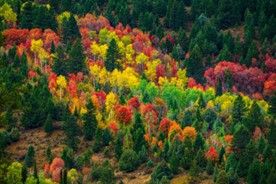 aerial shot of colorful trees during autumn in The Palisades Reservoir in Idaho