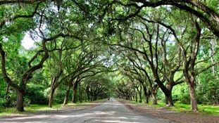 an oak-lined avenue leads to the Wormsloe Historic Site in Savannah, Georgia